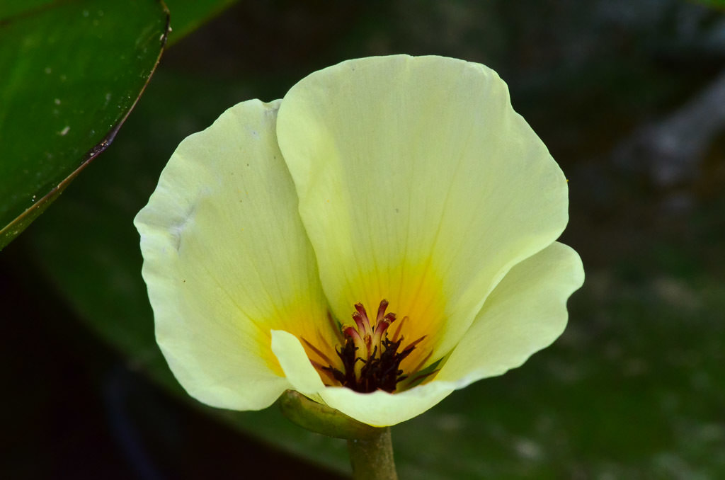 Hydrocleys nymphoides